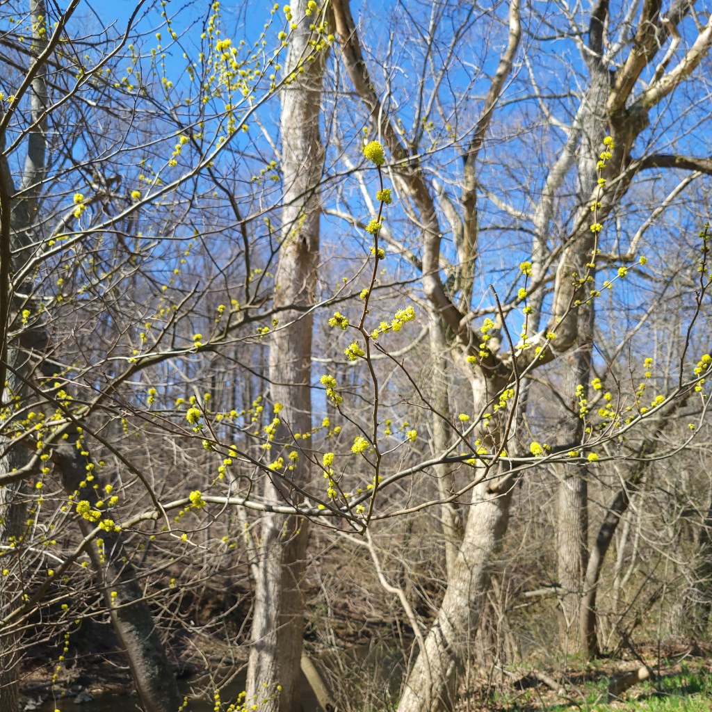 Spicebush in bloom