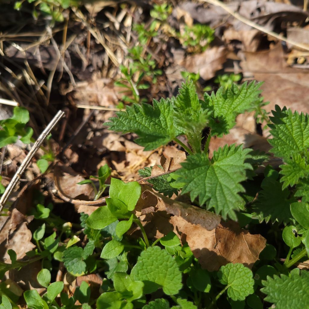 Stinging nettle