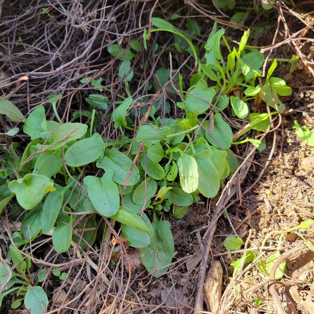 Sheep sorrel clinging to a steep slope