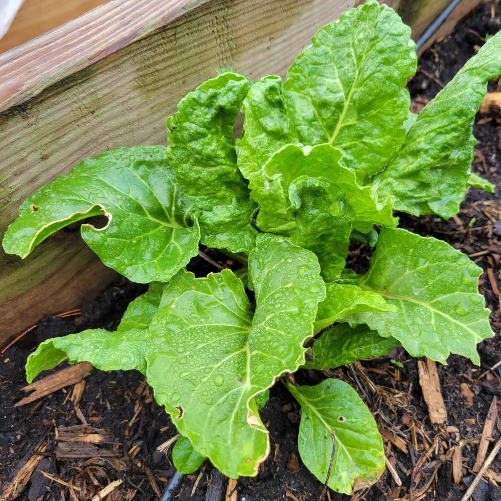 Swiss chard that survived in my garden all winter