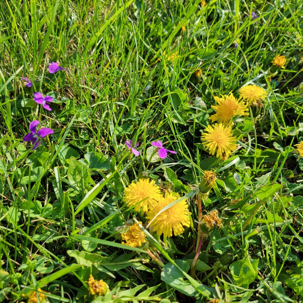 Dandelions and violets grow in abundance in my yard ... and probably everywhere in Maryland!