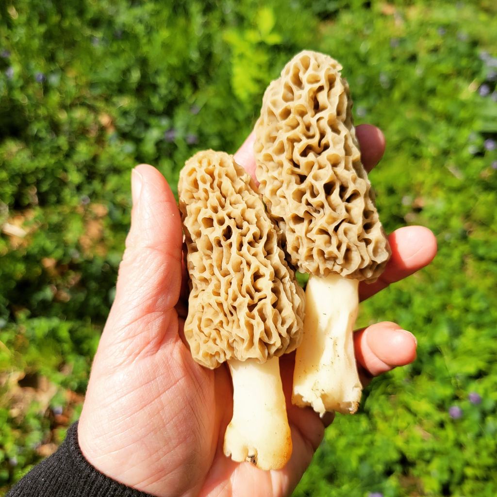 A feast - two yellow morels!