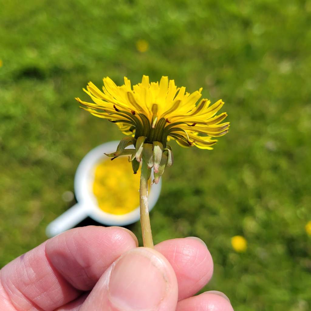 A hand holding a dandelion against  a grassy background as a promise of things to come