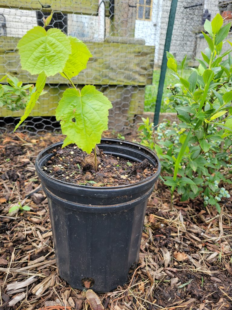 My baby hazelnut tree in a pot so I can keep it safe