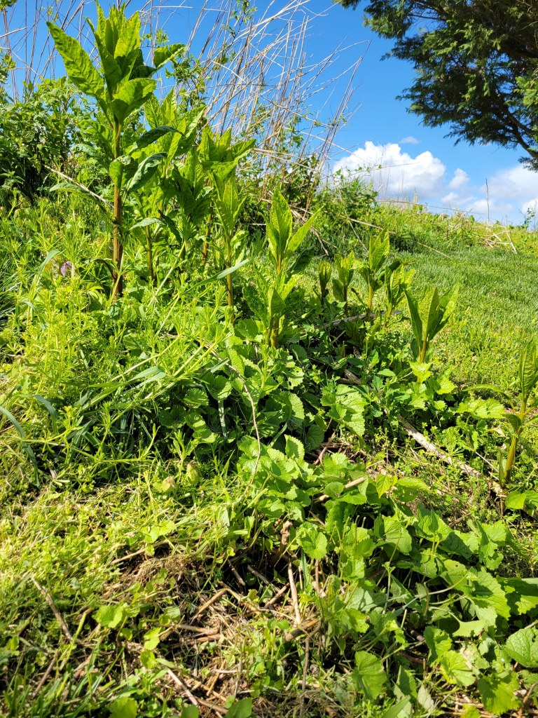 A mixed ensemble of edible wild plants that I won't touch