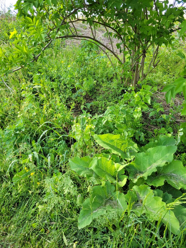 Another assortment of wild and medicinal plants 