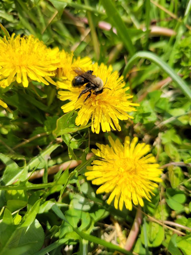 Dandelion Celebration