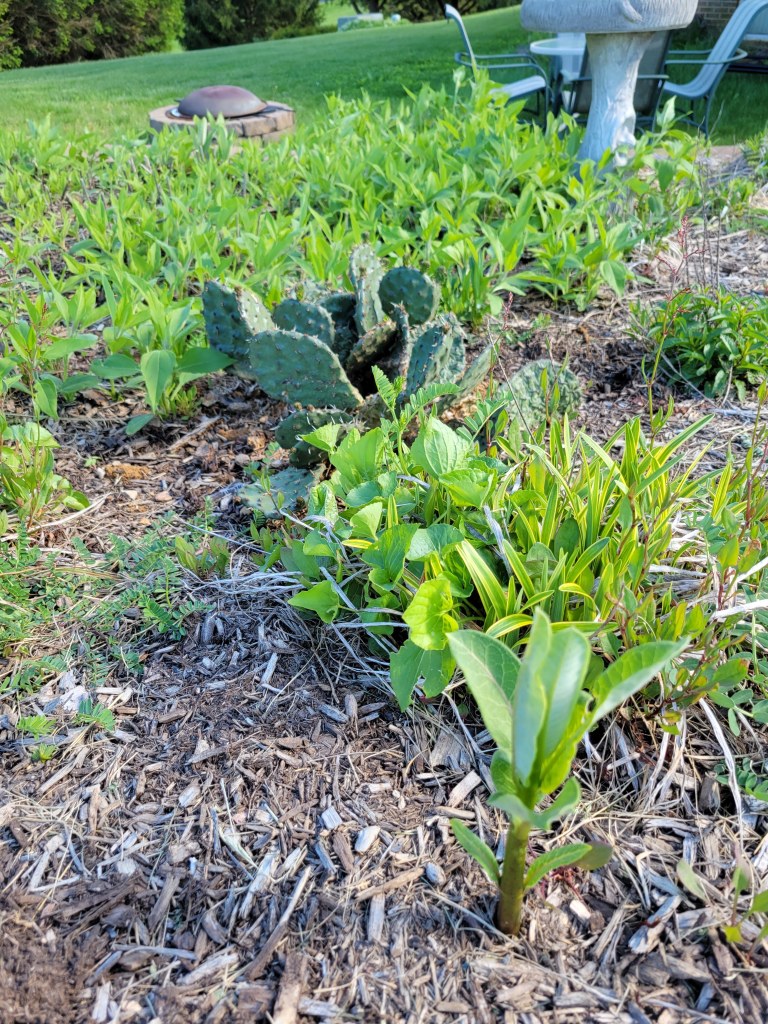 Milkweed (front left), prickly pear (center) and sunchokes (rear) - all intentionally planted
