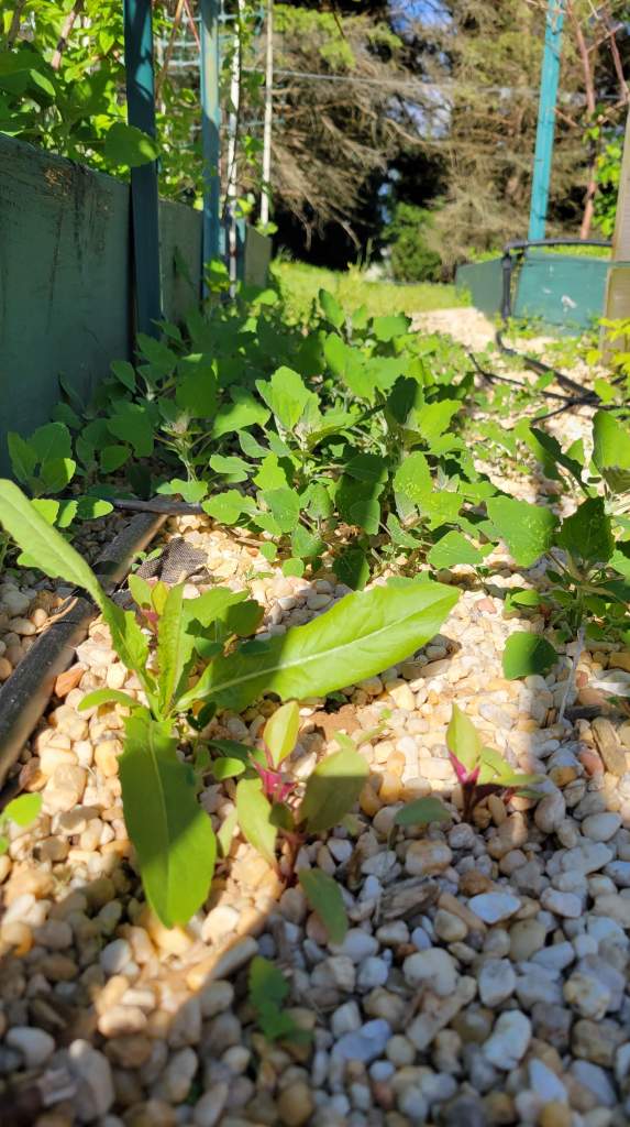 My lamb's quarter "crop"