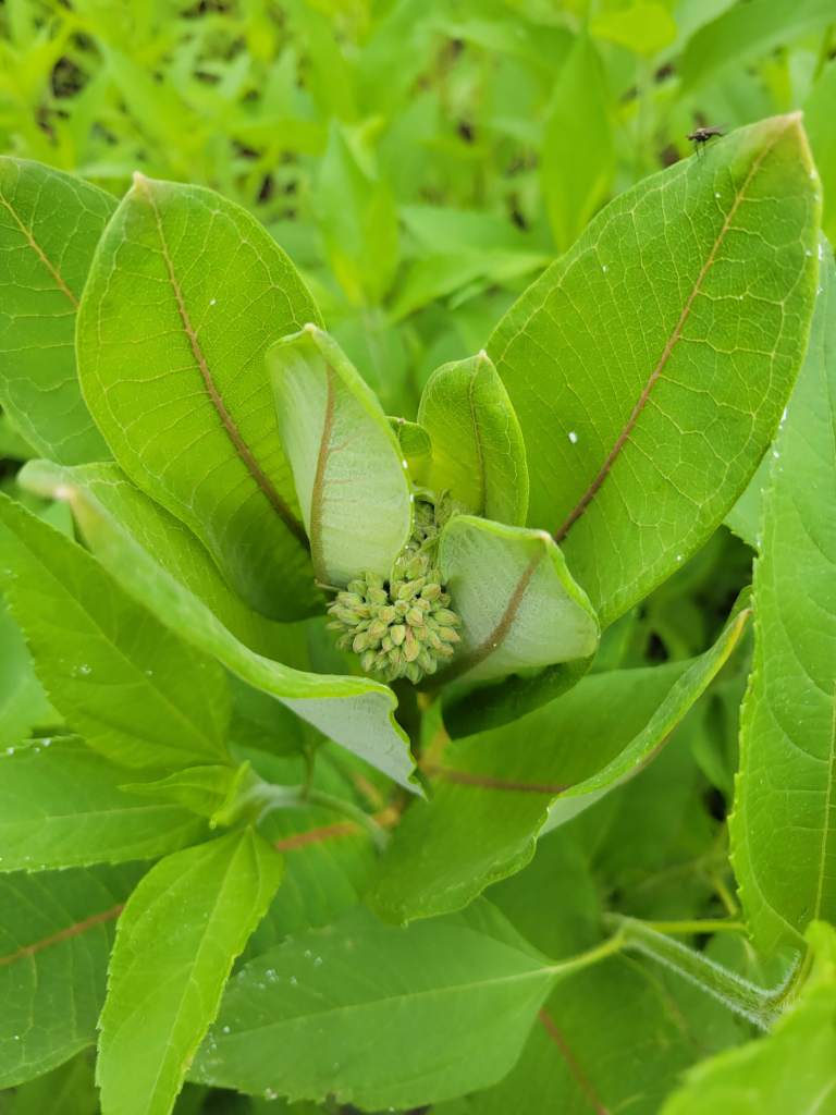 Milkweed plant starting to form flower buds that I will NOT be eating