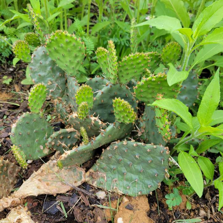 Happy prickly pear putting out new growth