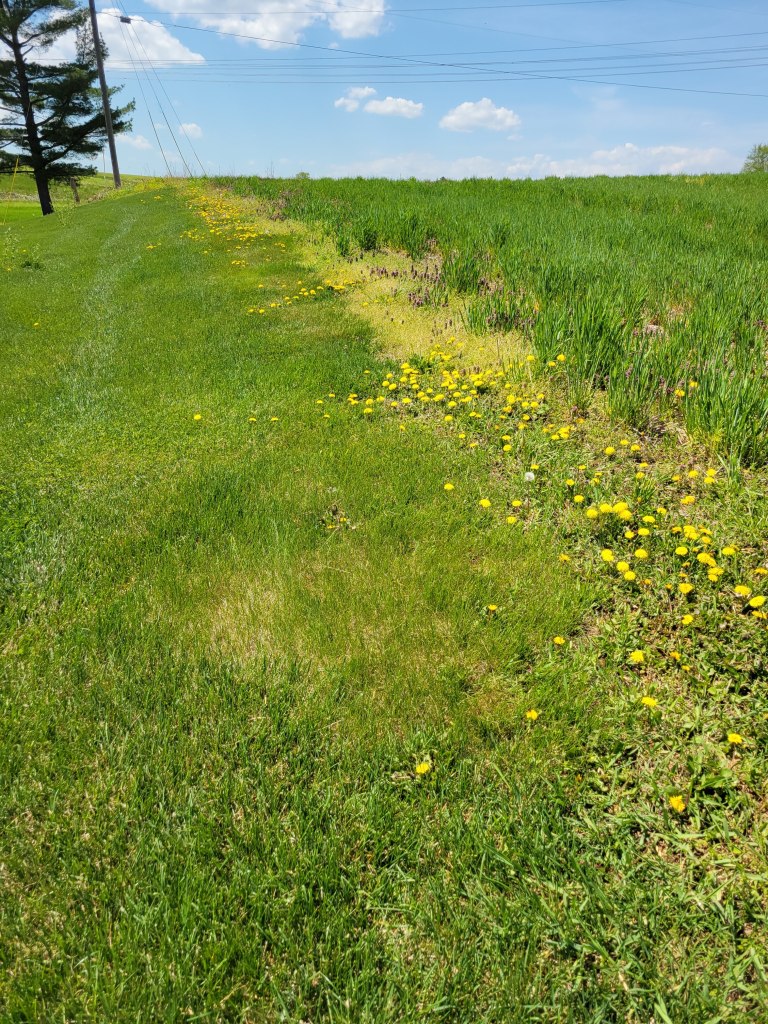 Where not to pick dandelion flowers - adjacent to an industrial agricultural field