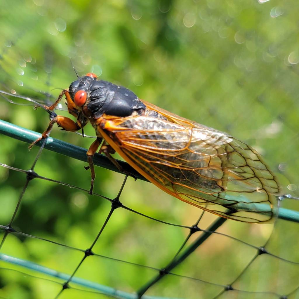 Brood X Cicada