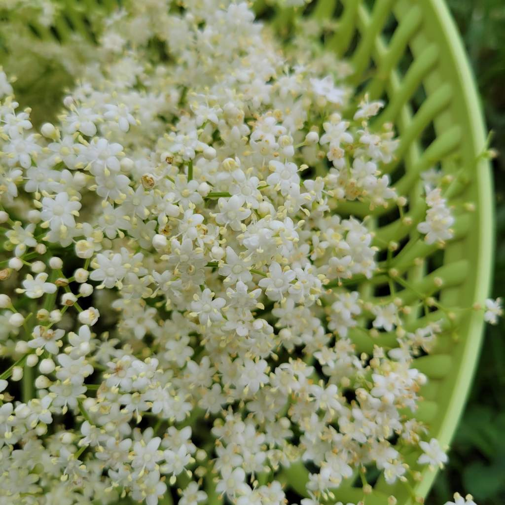 Elderflowers ready for fritters