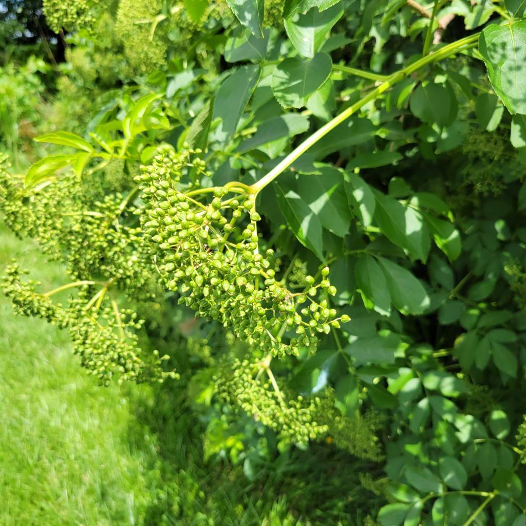 The weight of the unripe berries are bending the branches