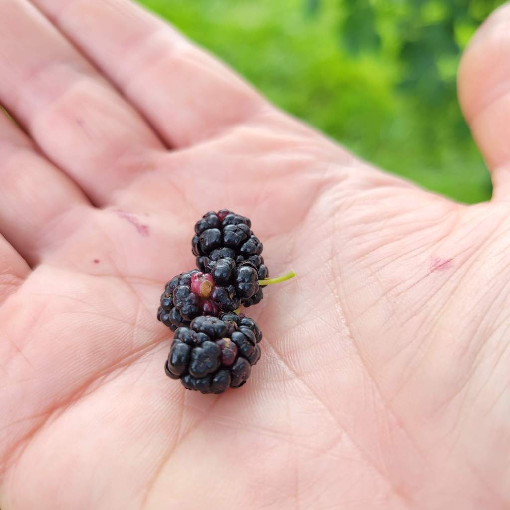 Like mulberries only smaller ... and with no flavor