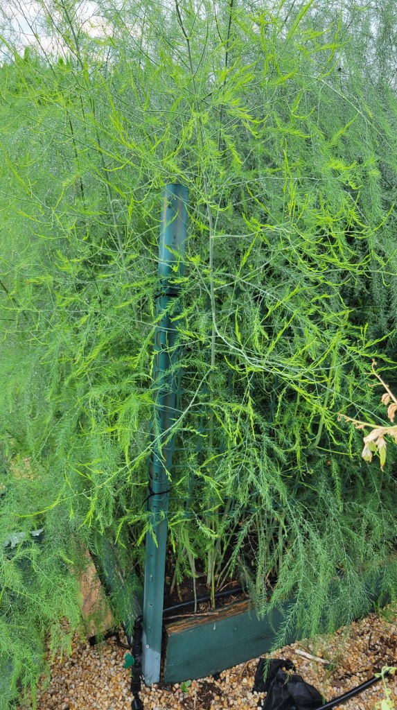 2021 Garden Bed C3 - Asparagus as always