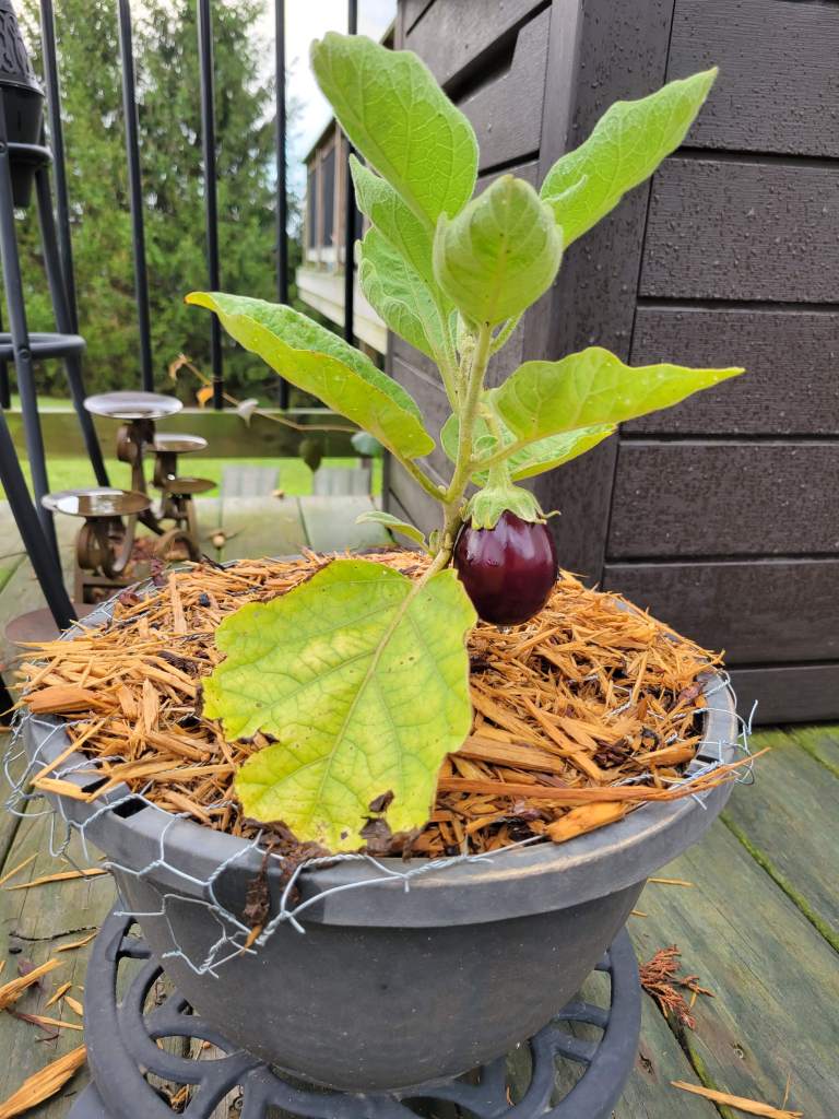 2021 Deck / Container Plants