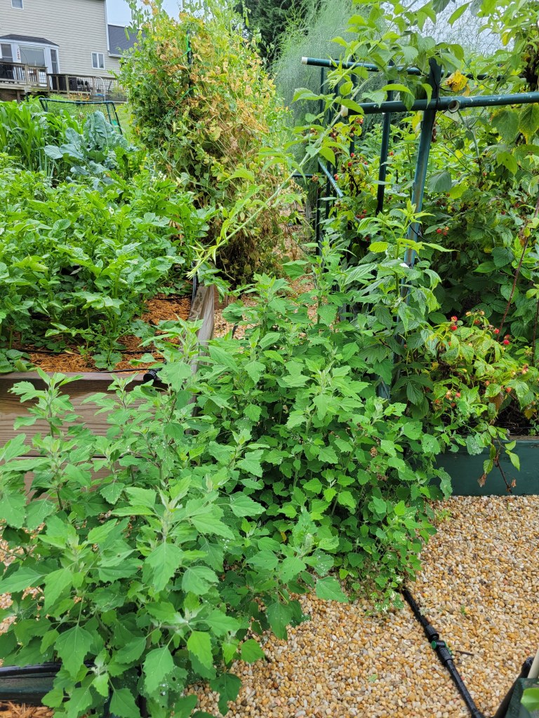 Pathways obstructed by my lambsquarter "crop"