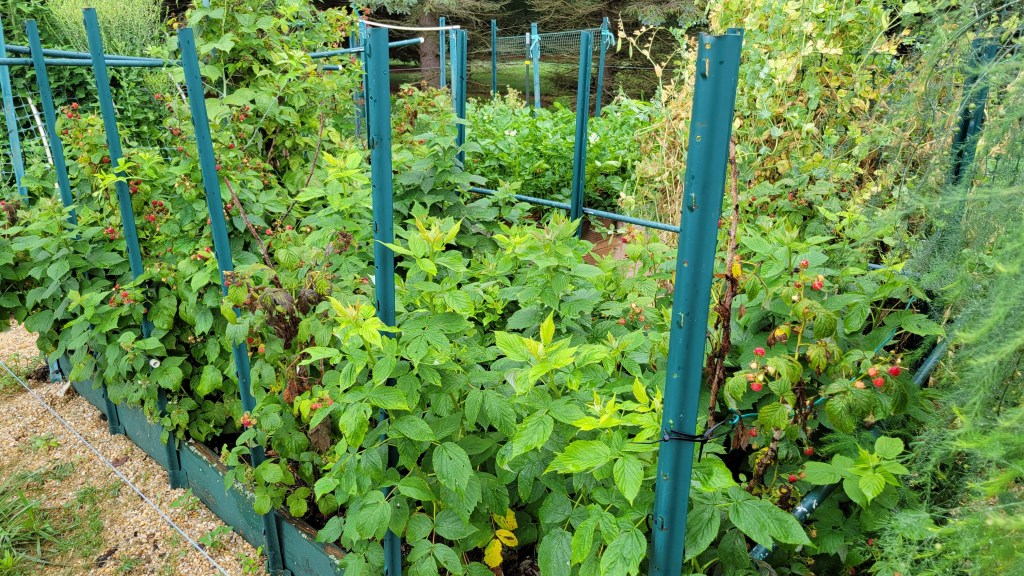 2021 Garden Bed of Double-Cropped Raspberries