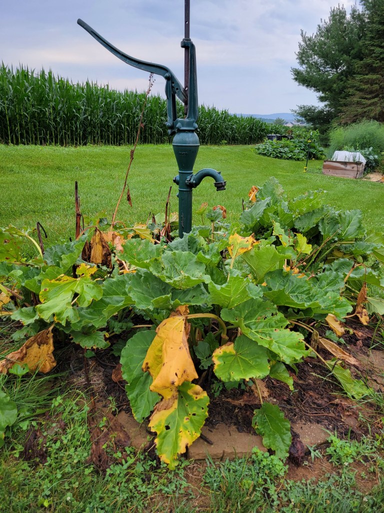 2021 Rhubarb Patch