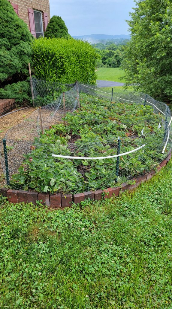 2021 Strawberry Bed