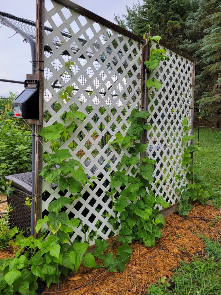 2021 Garden Trellis
