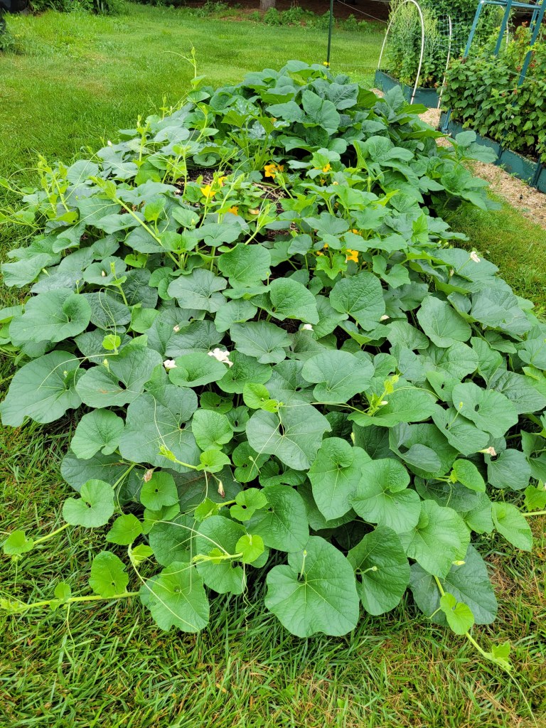 2021 Hugelkultur Bed