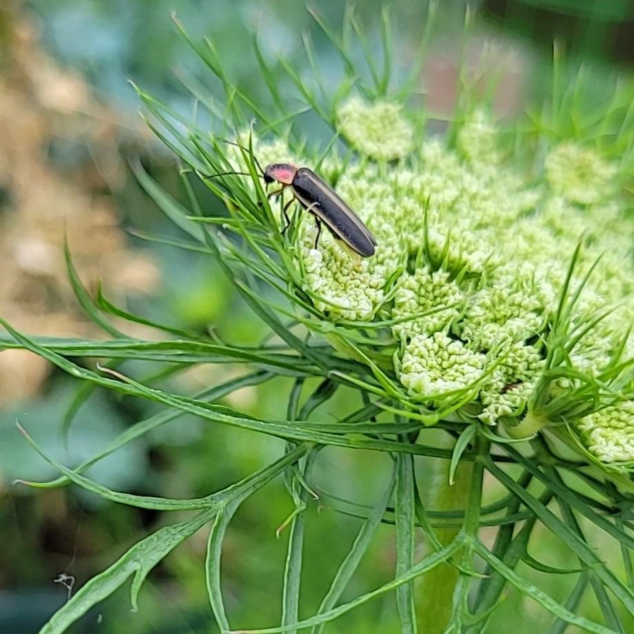 Carrot flower with a pollinator friend