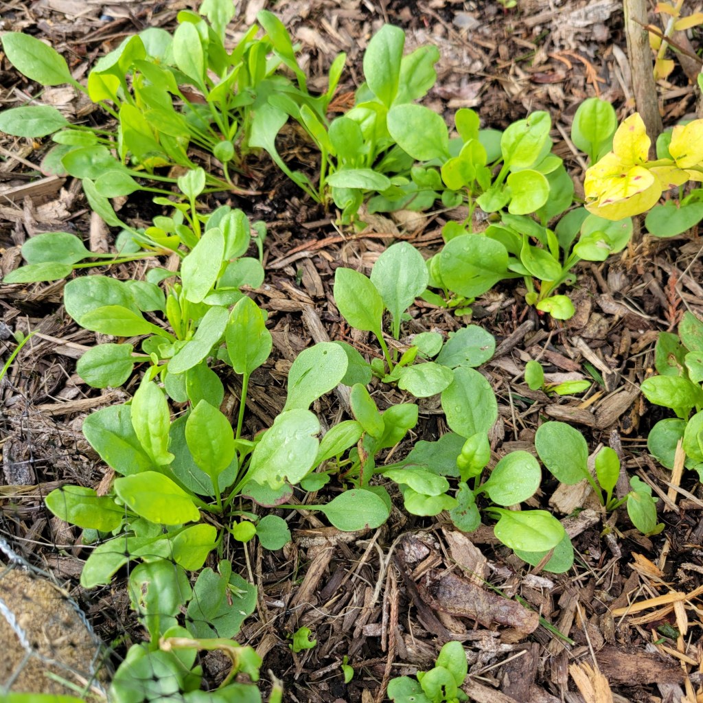 My sheep sorrel reserve, just in case I need it