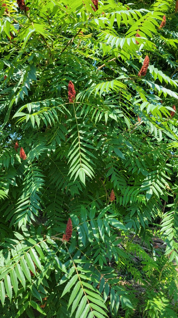 Staghorn sumac, finally within reach