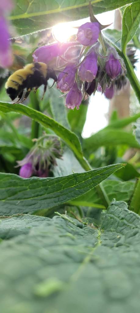 Comfrey