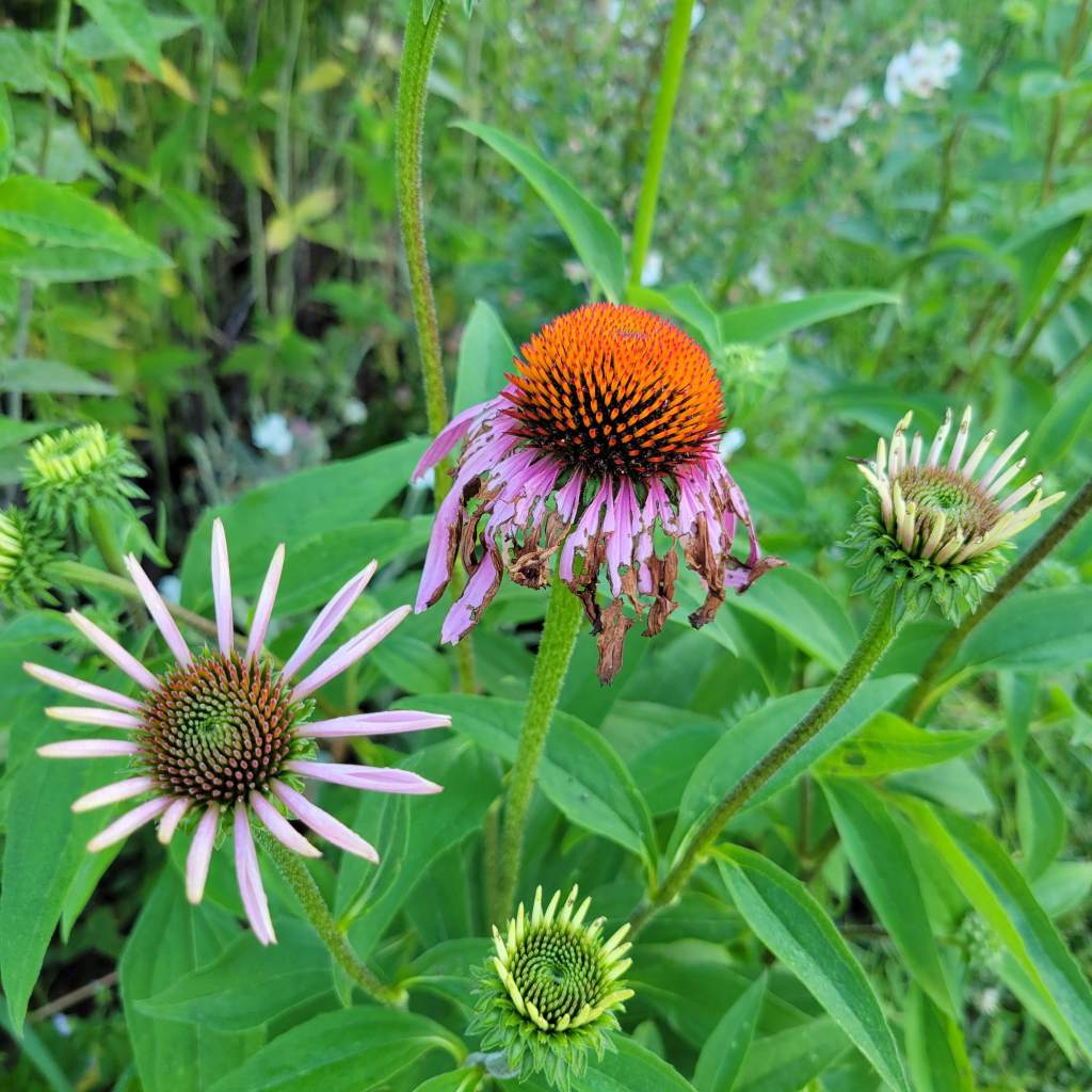 Echinacea / Purple Coneflower