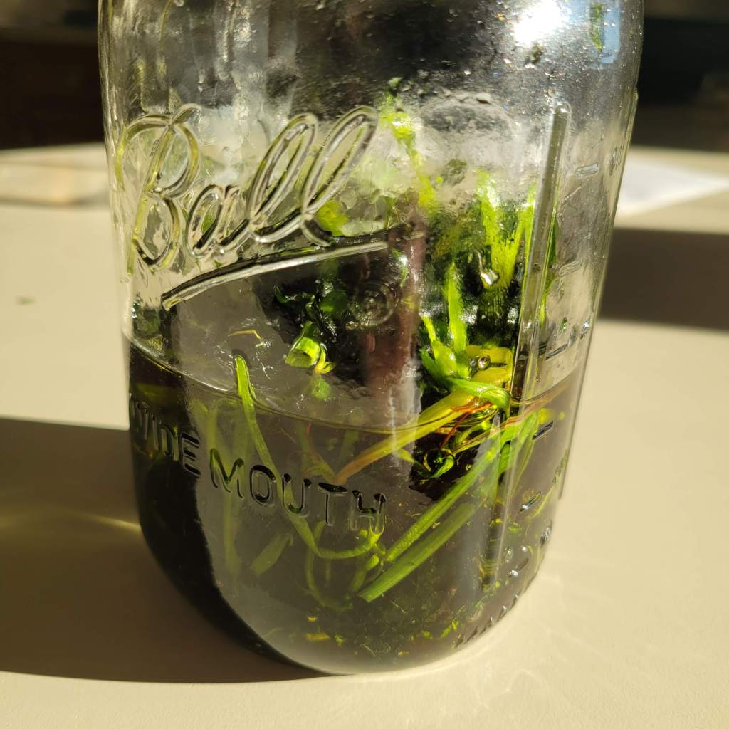 Herbs infusing the oil with healing properties