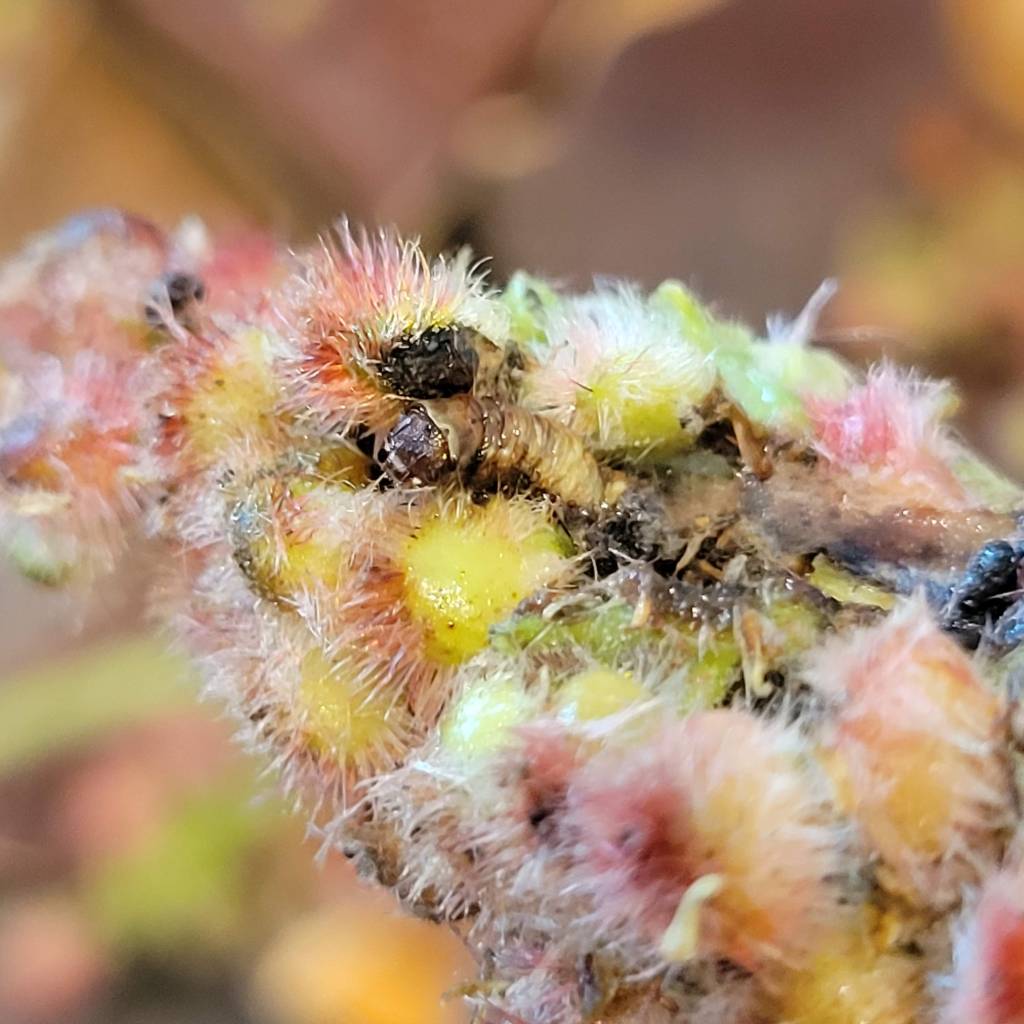 A caterpillar enjoying staghorn sumac for a snack