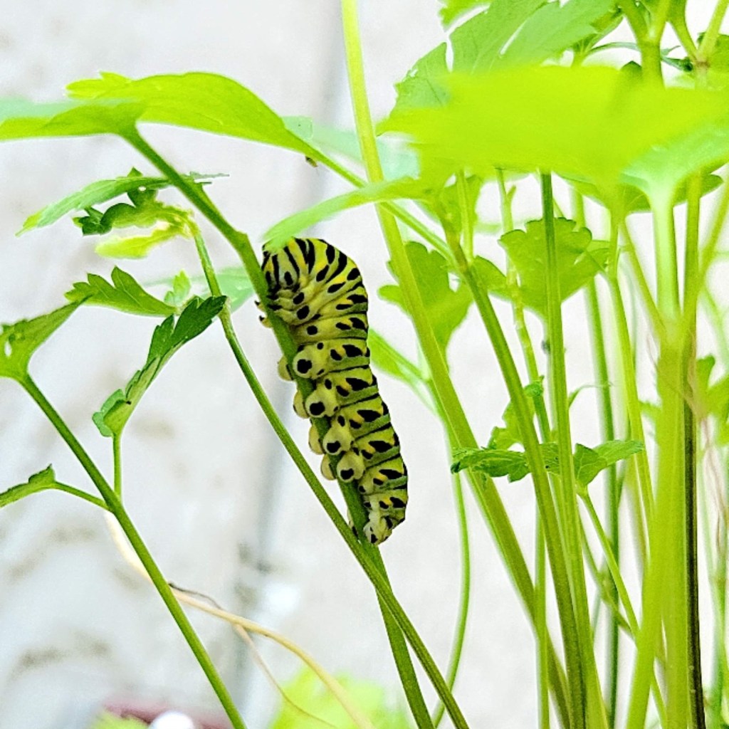 Black swallowtail caterpillar feasting on flat leaf parsley