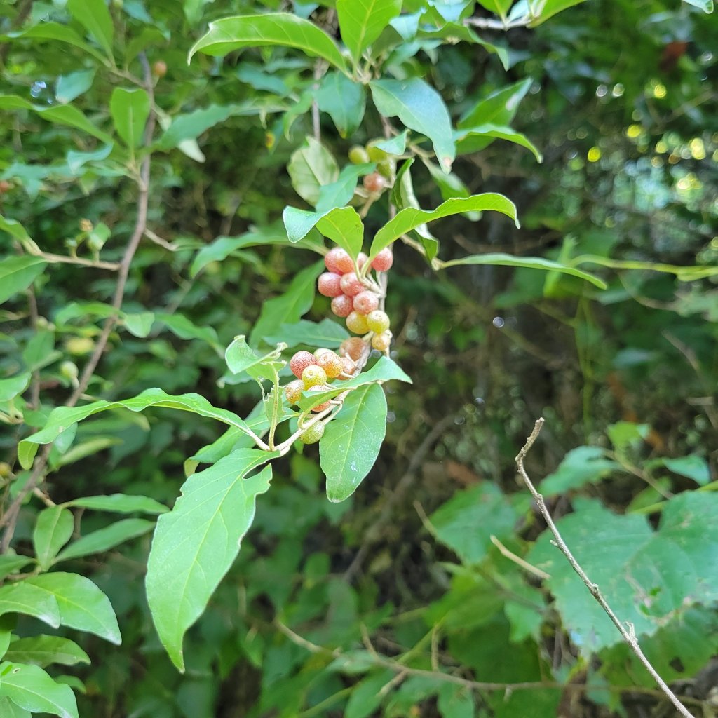 Autumn olive