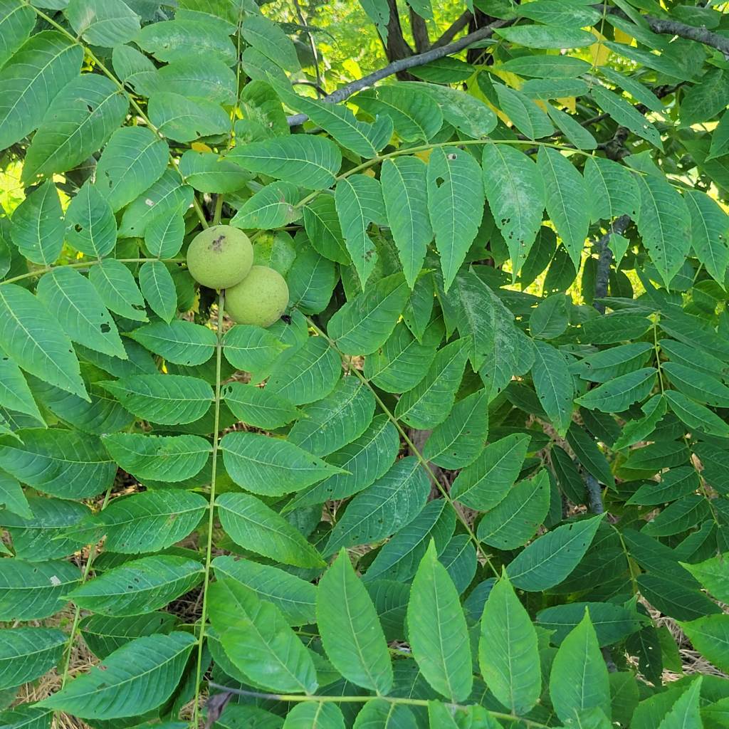 Black walnut
