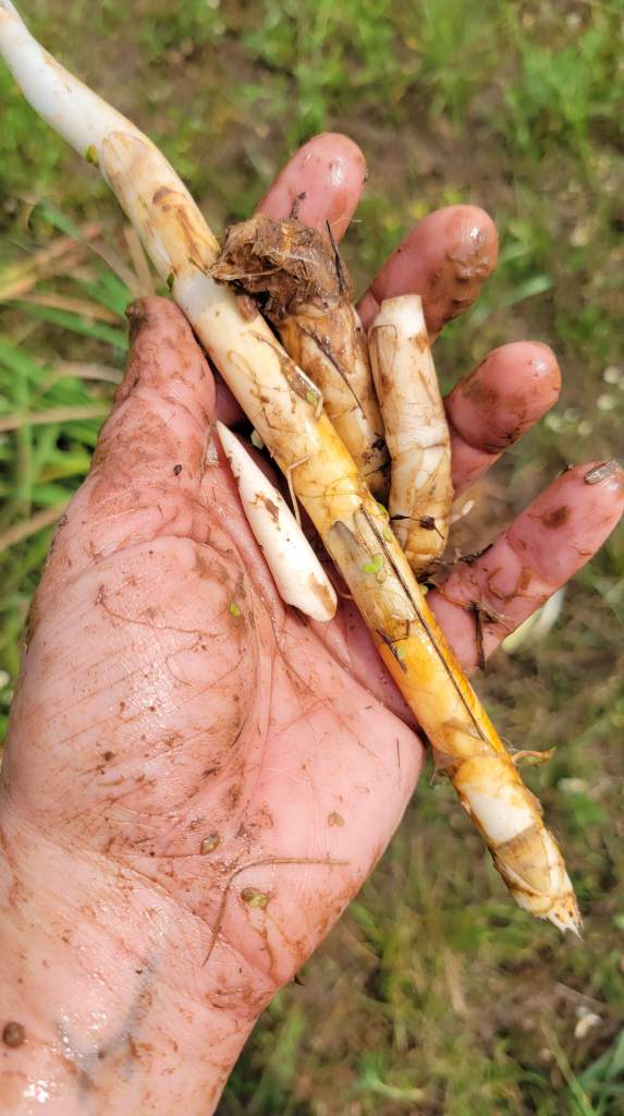 A few cattail laterals