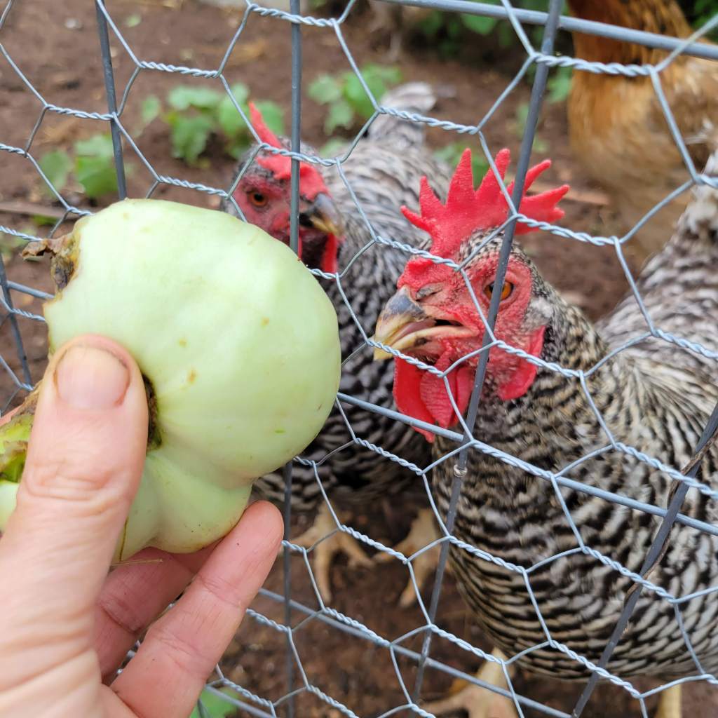 My chickens love unripe tomatoes... alas