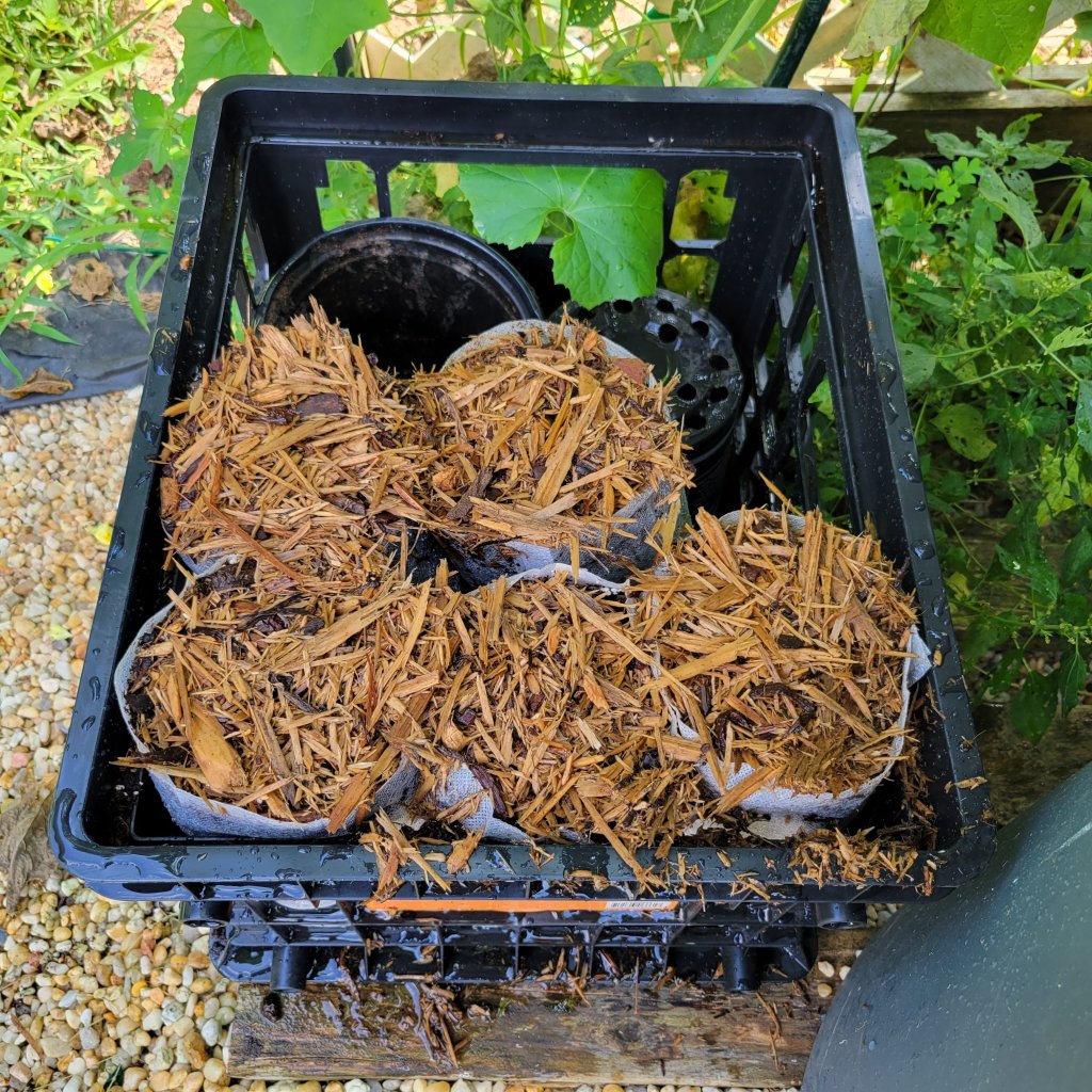 Pawpaw seeds awaiting next spring