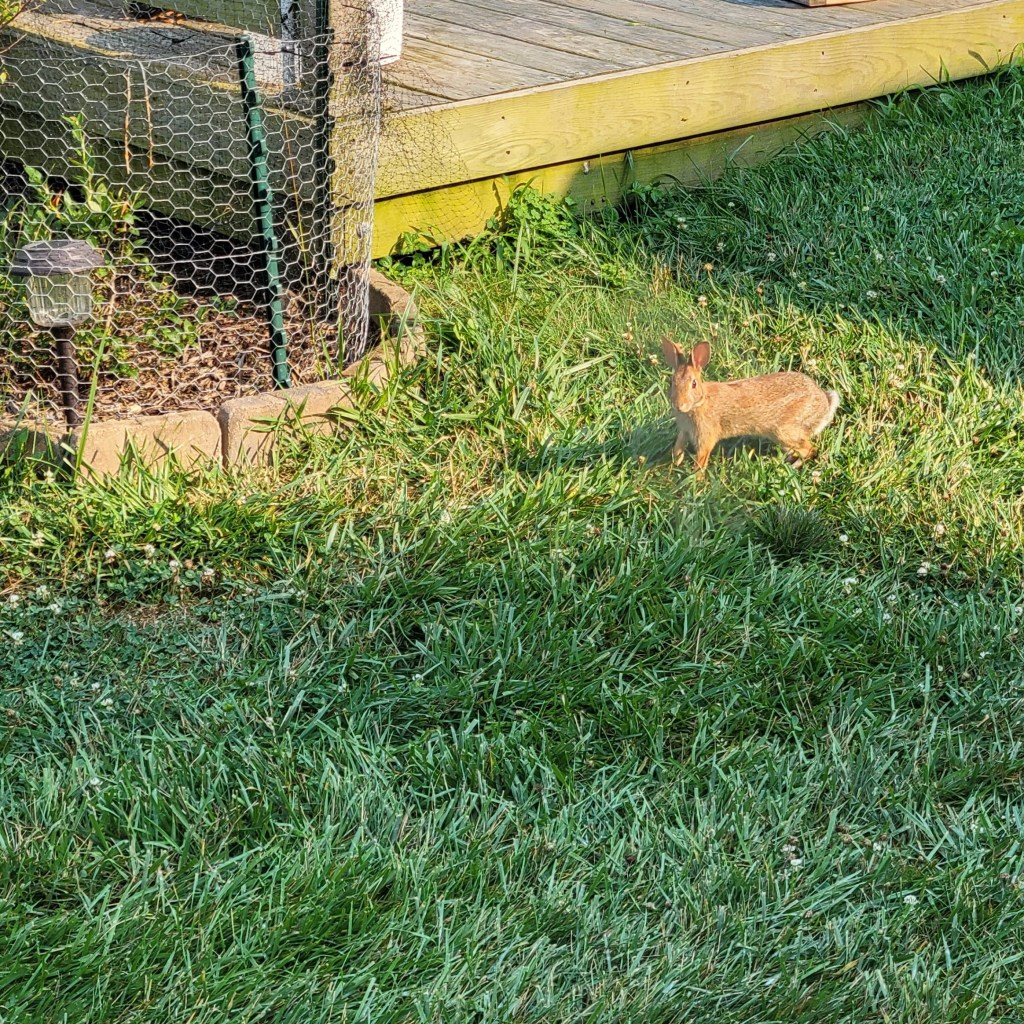 My foe... the Eastern Cottontail
