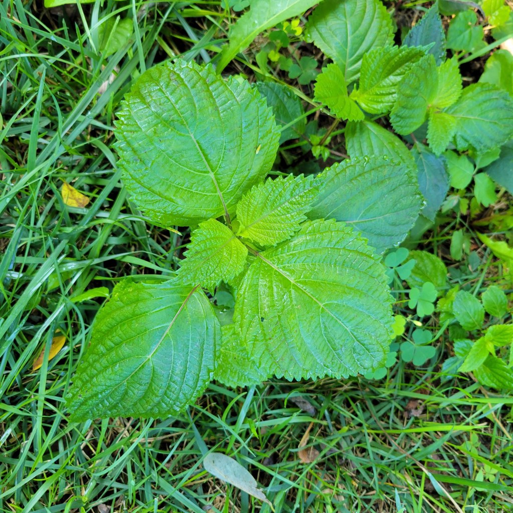 Perilla leaf or beefsteak plant