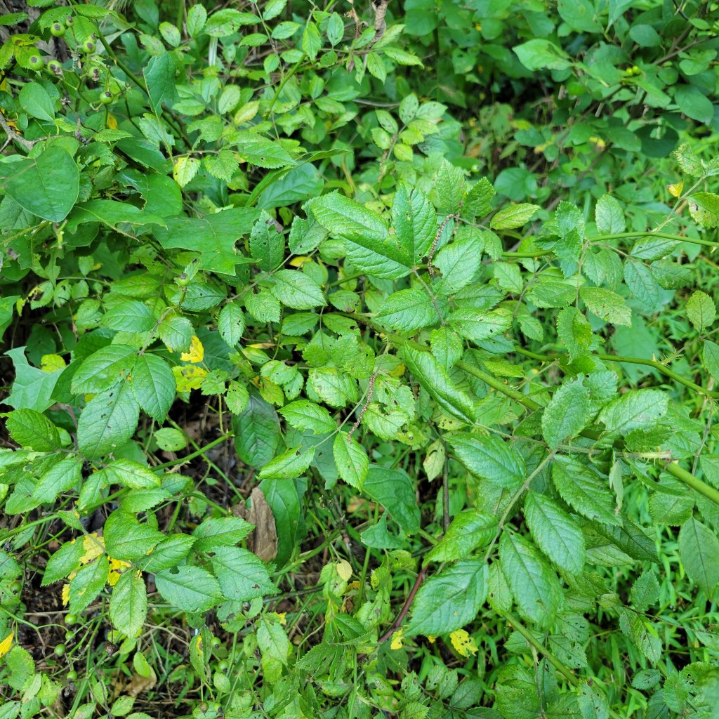 Multiflora rose