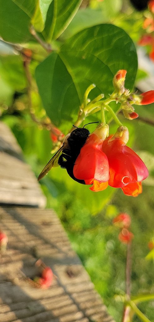 An Eastern carpenter bee enjoying the scarlet runner bean flowers