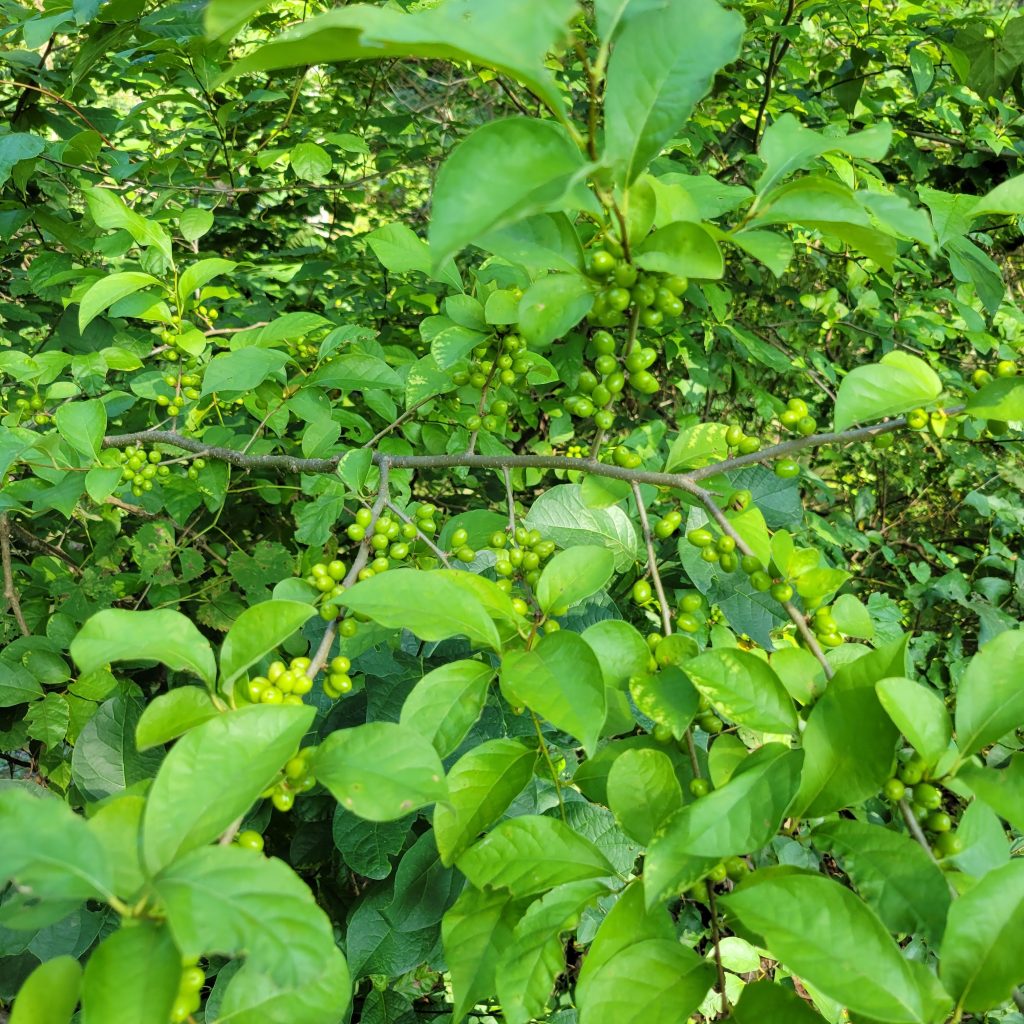 Spicebush berries