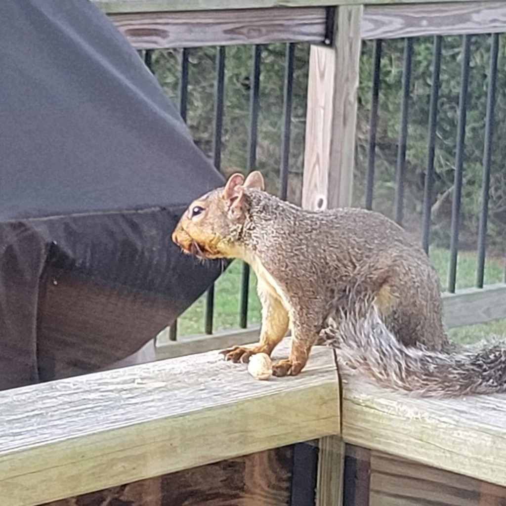 An Eastern gray squirrel who has enjoyed some black walnuts