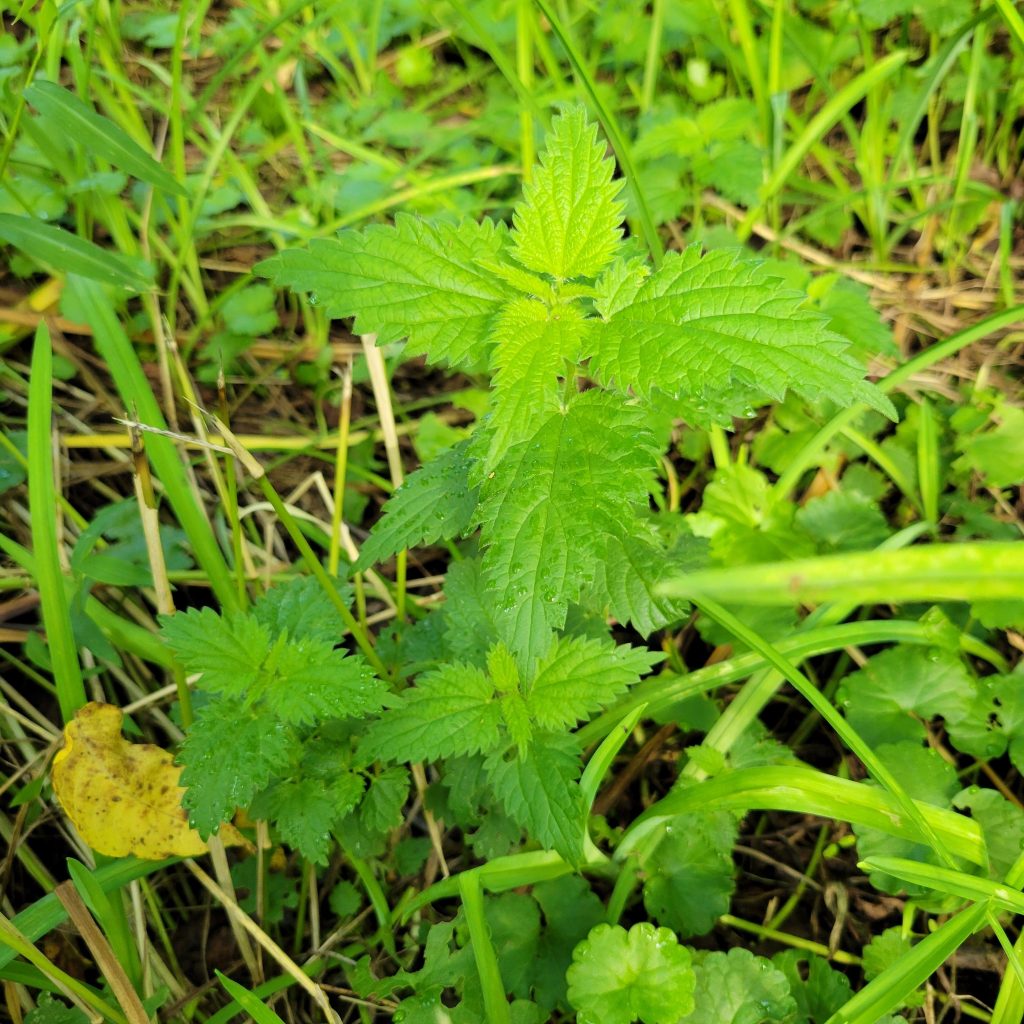 Stinging nettle