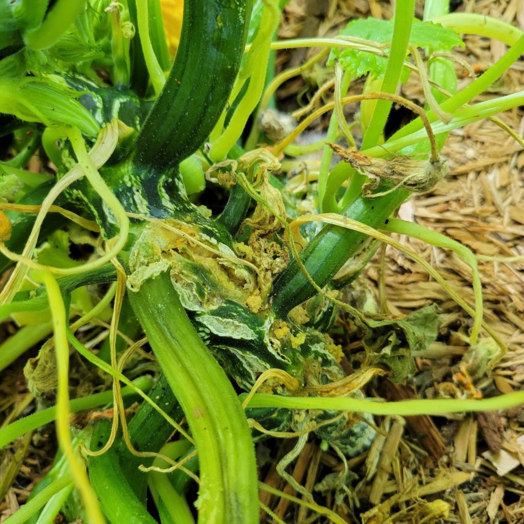 The carnage squash vine borer caterpillars cause to hollow squash stems
