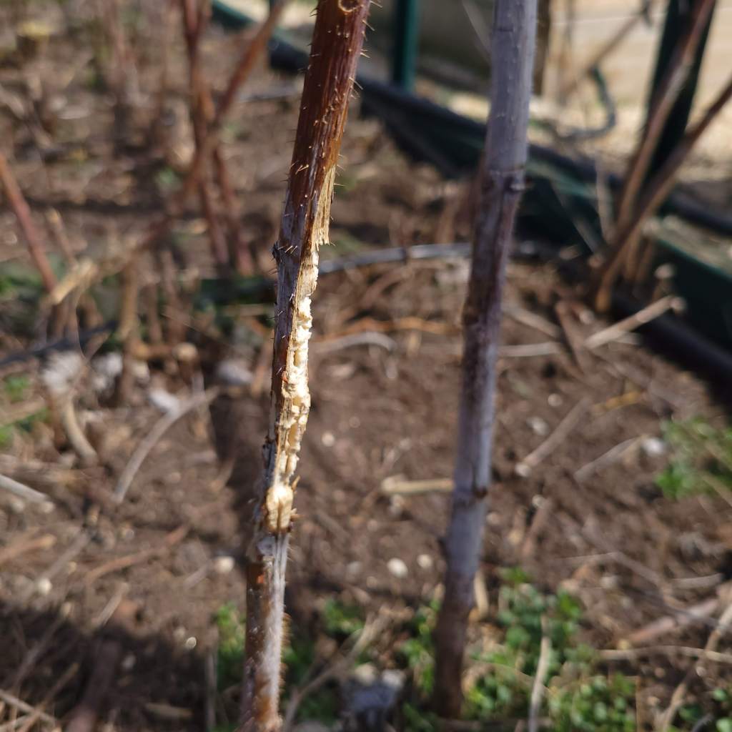 A winter-time photo of a partially gnawed raspberry floricane 
